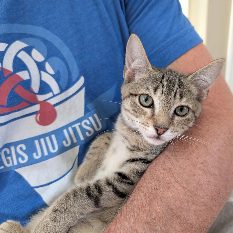 A baby small-sized male Domestic Short Hair cat named Boston Creme for adoption in Richmond, VA