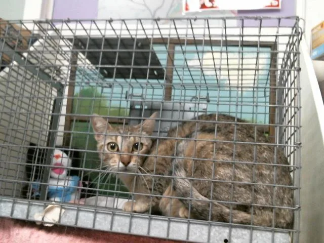 A young medium-sized female Domestic Short Hair cat named Sardine for adoption in Houston, TX