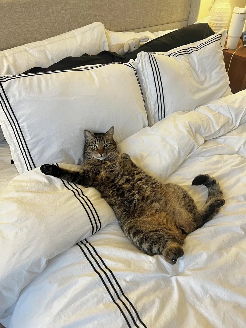 An adult medium-sized male Tabby cat named Bugs for adoption in Naples, FL