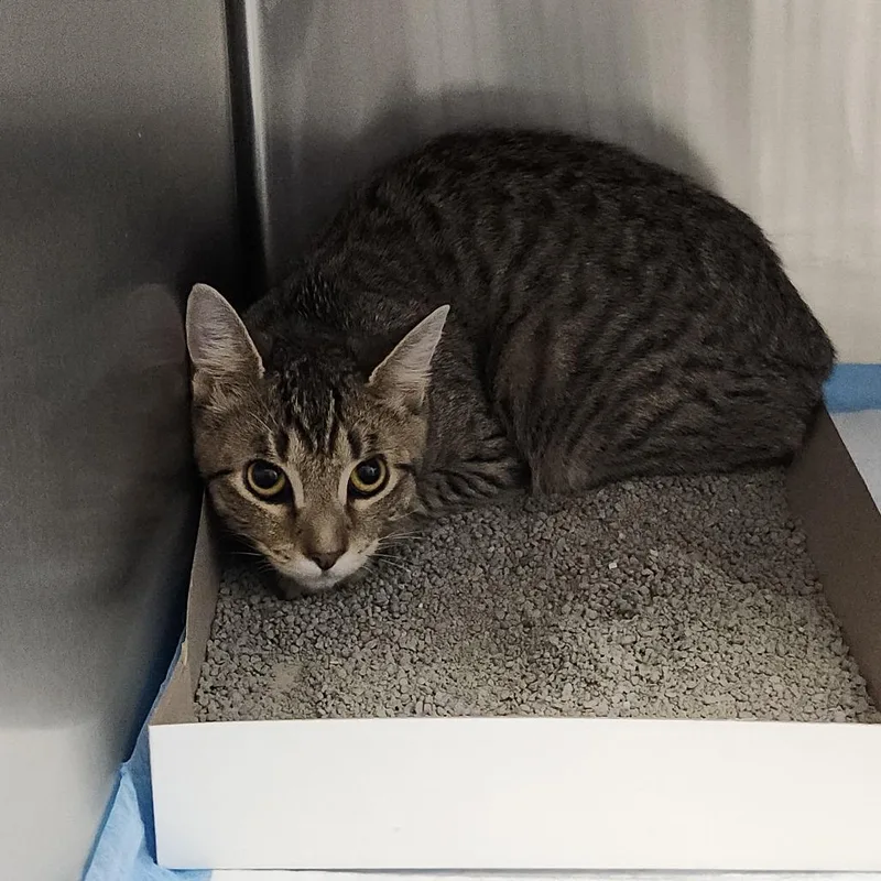 A young medium-sized male Brown / Chocolate Domestic Short Hair cat named Loofy for adoption in Tampa, FL