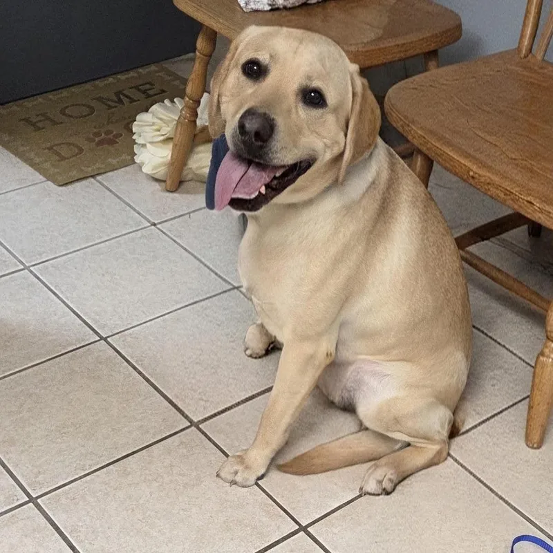 A young medium-sized male Yellow Labrador Retriever dog named Dennis for adoption in Camden, DE