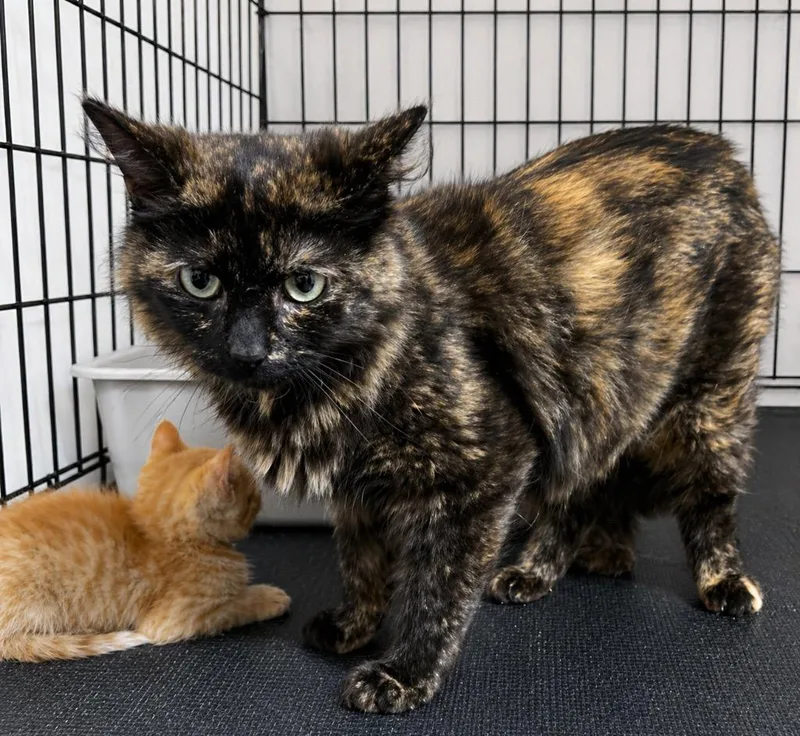 A young large-sized female Domestic Long Hair cat named Gordon for adoption in Dalton, GA