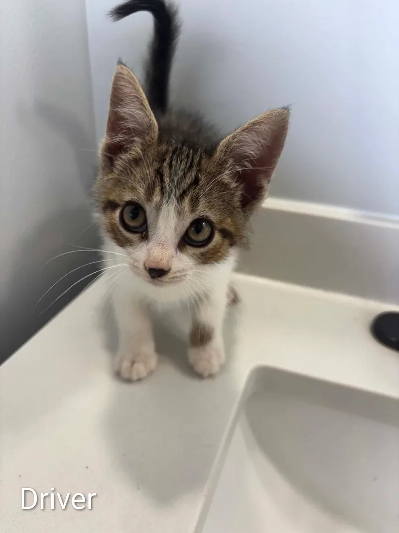 A baby medium-sized female Tabby (Gray / Blue / Silver) Domestic Medium Hair cat named Driver for adoption in Columbia, MO
