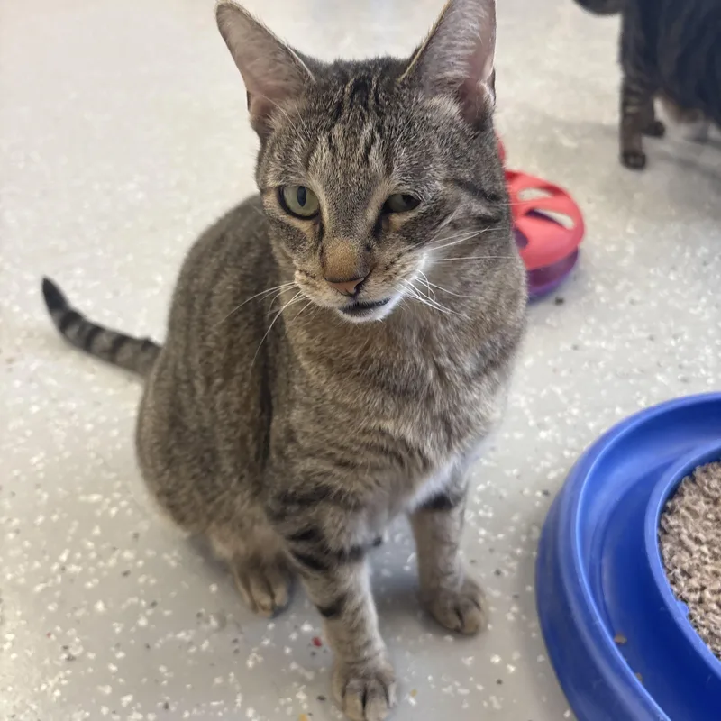 An adult medium-sized female Tabby (Buff / Tan / Fawn) Domestic Short Hair cat named Peanut for adoption in Lansing, MI