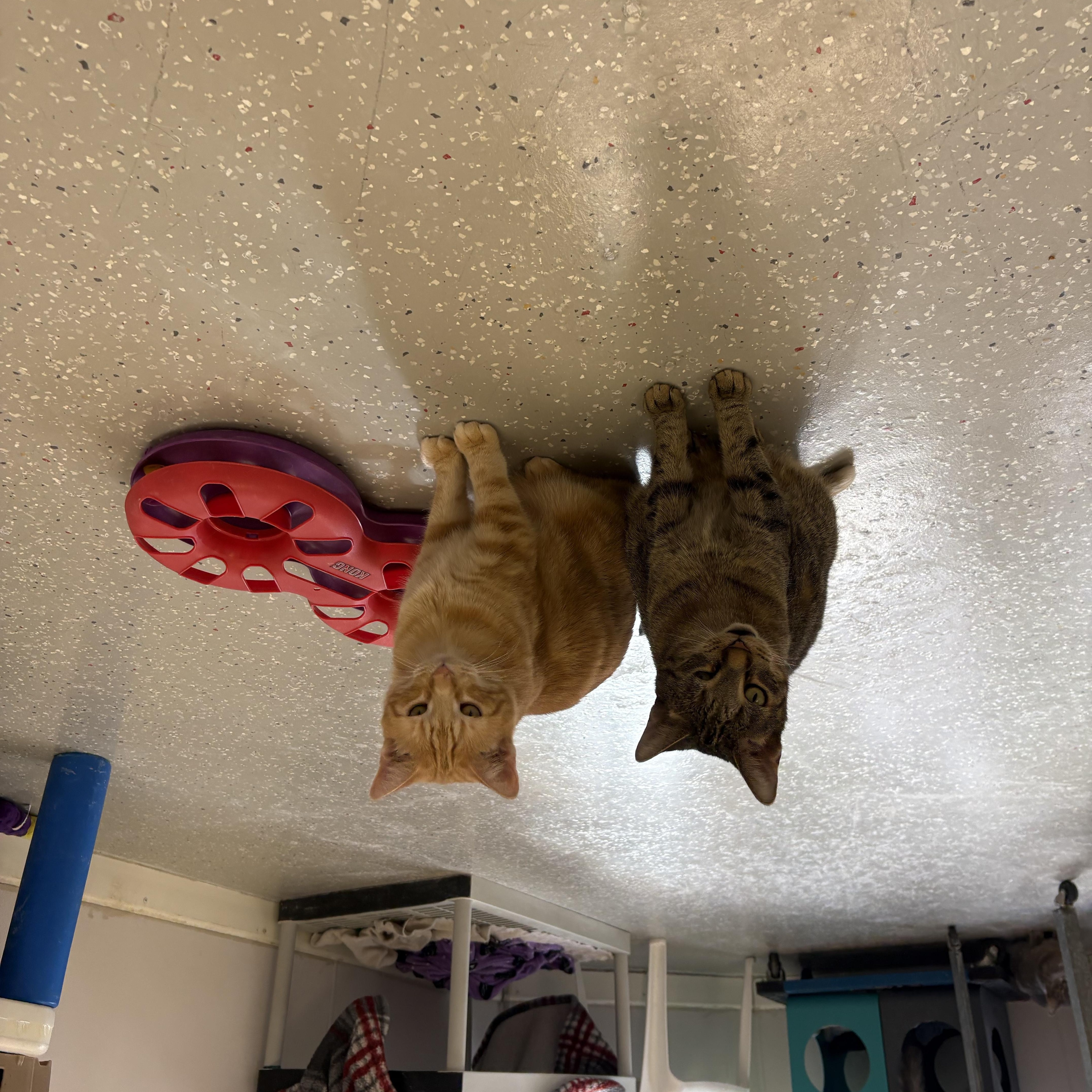 Peanut thumbnail 5