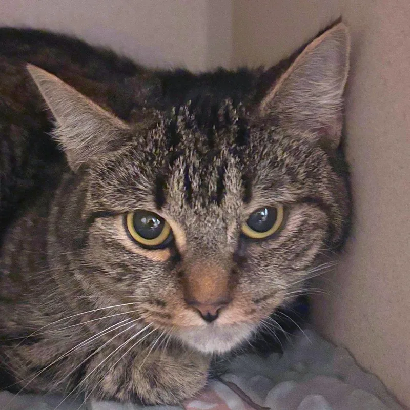 A young medium-sized female Brown / Chocolate Domestic Short Hair cat named Picnic for adoption in Providence, RI