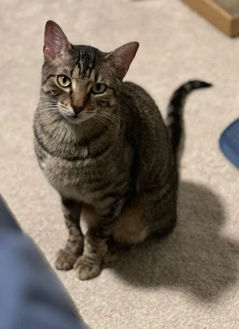 Romeo Bonded thumbnail 2