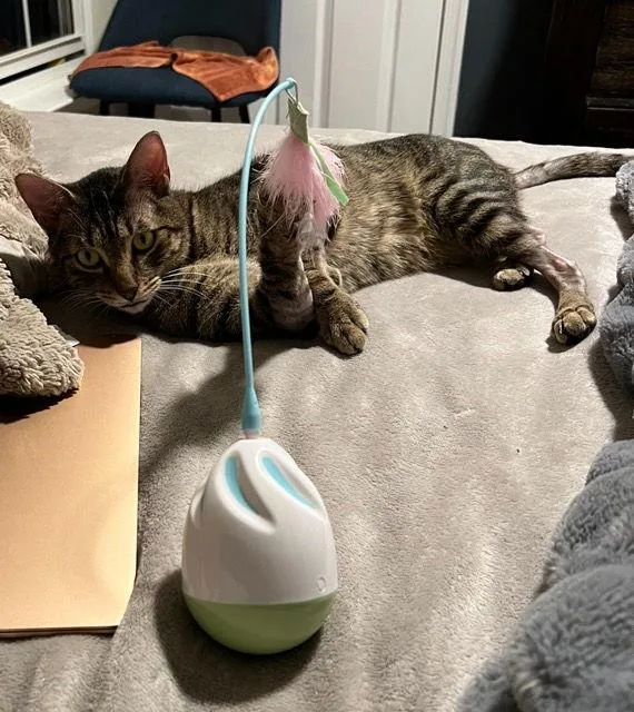 Romeo Bonded thumbnail 3