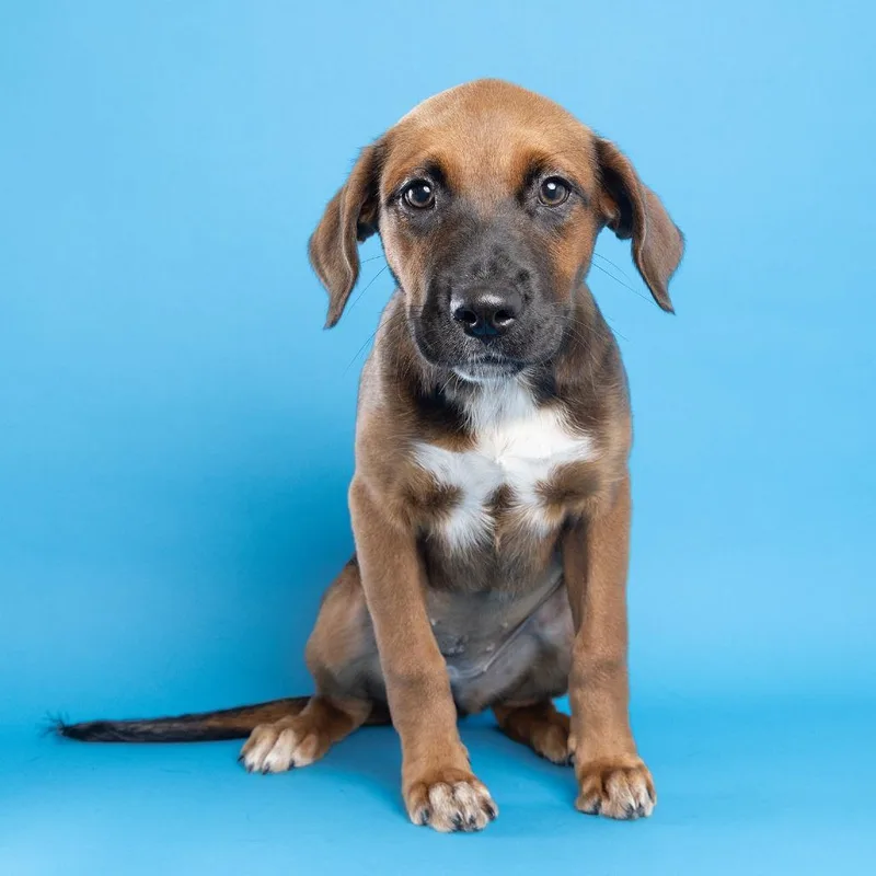 A baby medium-sized female Red / Chestnut / Orange Mixed Breed dog named Coraline for adoption in Franklin, TN