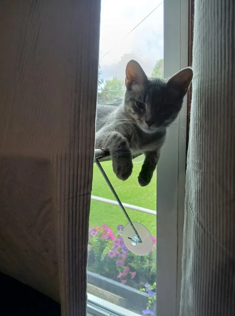 A baby medium-sized male Domestic Short Hair cat named Rico for adoption in Wintersville, OH
