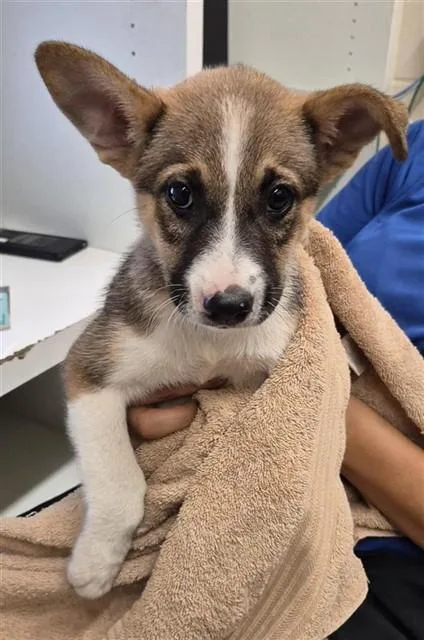A baby small-sized female German Shepherd Dog dog named Priscilla for adoption in Corpus Christi, TX