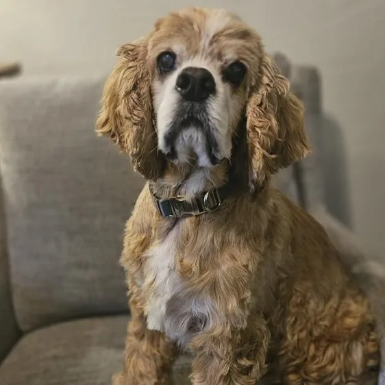 A senior medium-sized male Cocker Spaniel dog named Toby for adoption in Toledo, OH