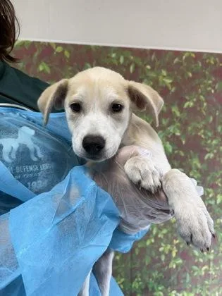 A young small-sized female Shepherd dog named Kelsey for adoption in San Antonio, TX