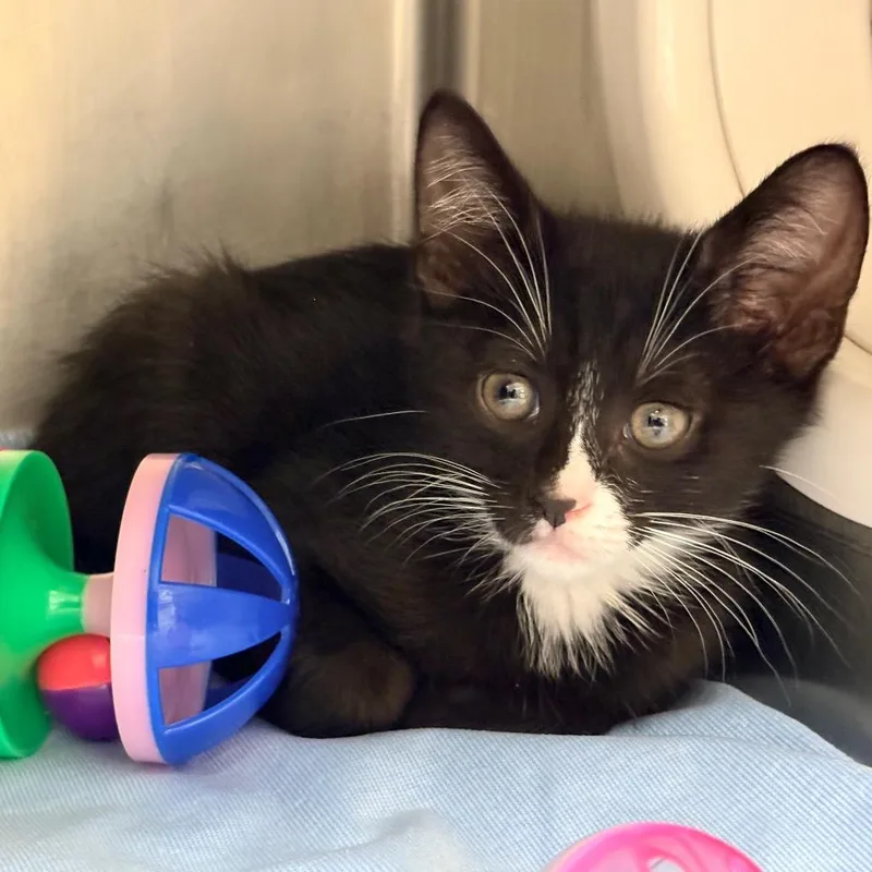 A baby small-sized male Black Domestic Short Hair cat named Denny for adoption in West Palm Beach, FL