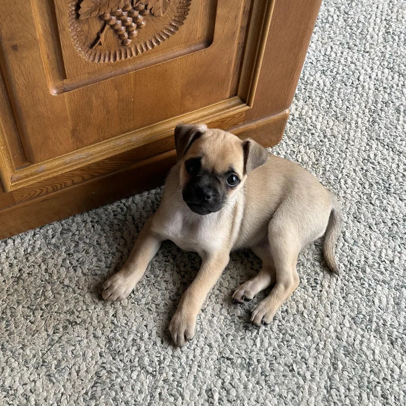 A baby small-sized female Yellow / Tan / Blond / Fawn Pug dog named Violet for adoption in Clinton Twp, MI