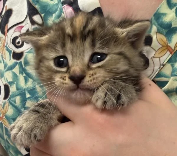 A baby small-sized female Domestic Short Hair cat named Iresine for adoption in Salisbury, MD