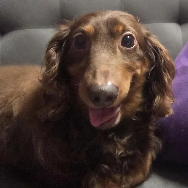 An adult small-sized male Dachshund dog named Ward Home Visit for adoption in Hartland, WI