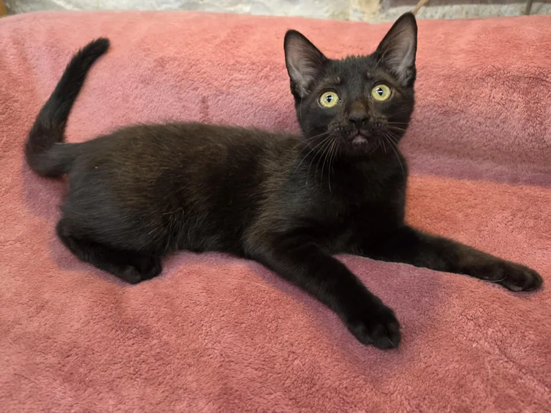 A baby small-sized male Black Domestic Short Hair cat named Frankie for adoption in Avon Lake, OH