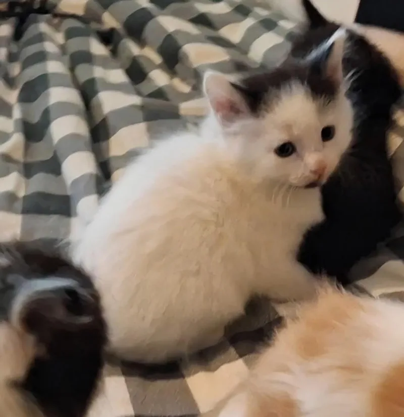 A baby small-sized male Domestic Short Hair cat named Pepper for adoption in Canton, CT