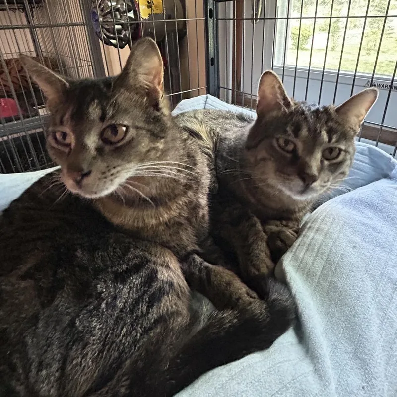 An adult small-sized male Brown / Chocolate Domestic Short Hair cat named Fox In Sox for adoption in Eaton Rapids, MI