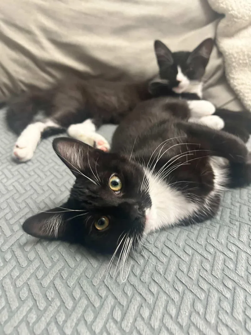 Fang & Ryu thumbnail 2