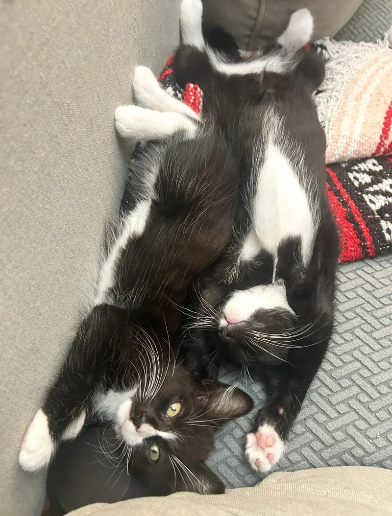 Fang & Ryu thumbnail 3