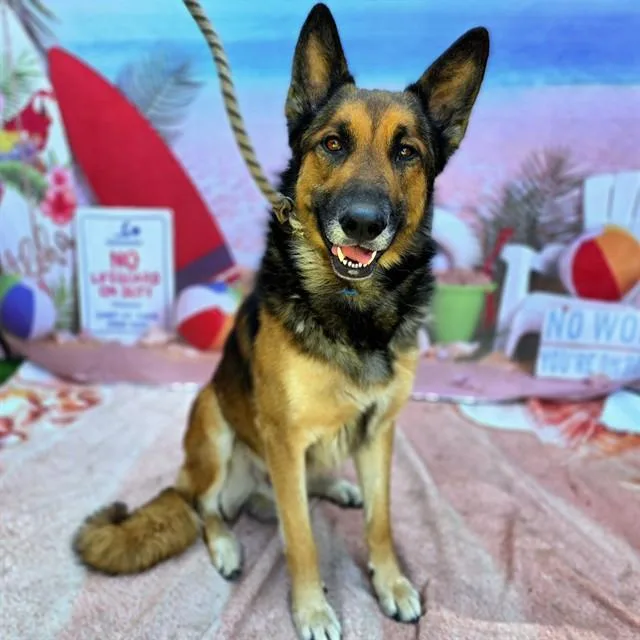 An adult large-sized male German Shepherd Dog dog named Gustavson for adoption in Long Beach, CA