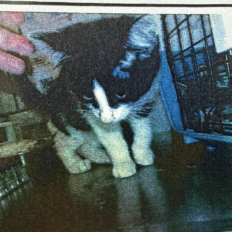 A baby small-sized male Black Domestic Short Hair cat named Scapula for adoption in Chicago, IL
