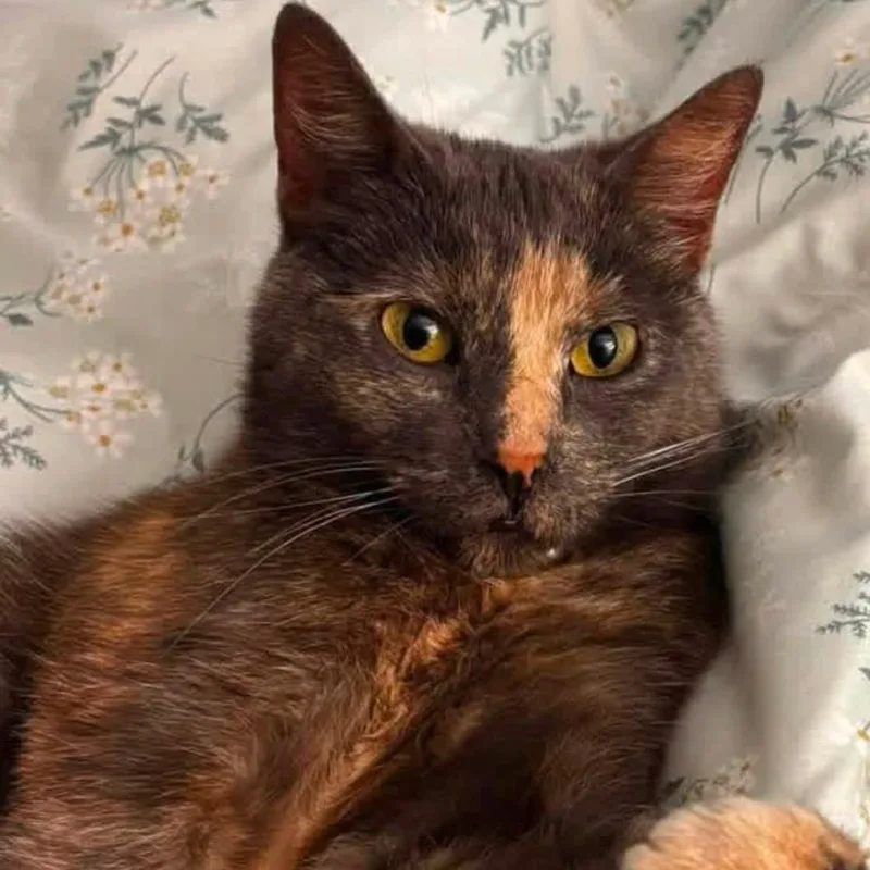 An adult small-sized female Tortoiseshell Domestic Short Hair cat named Lottie for adoption in Woodbury, NJ