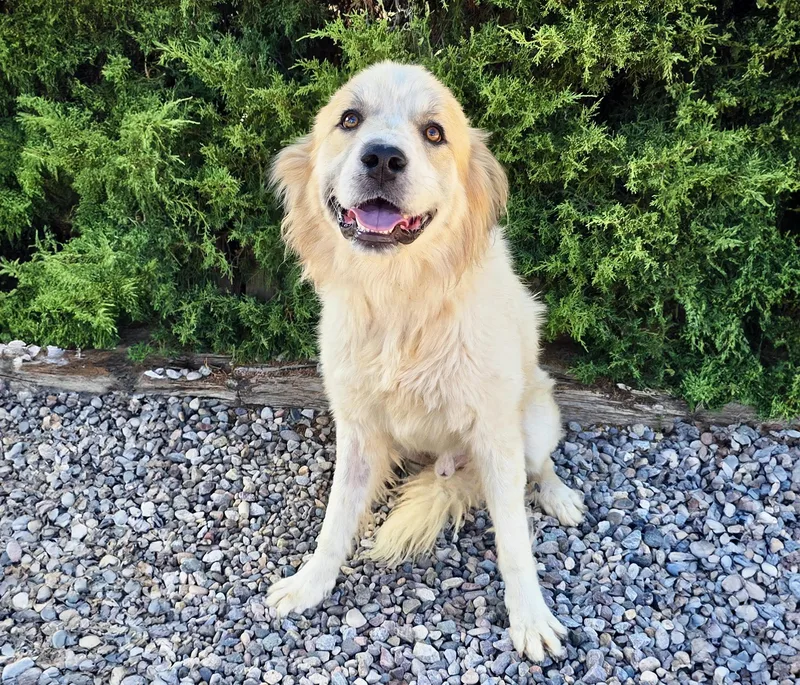 A young large-sized male White / Cream Golden Retriever dog named Jaunty Mr Joshua for adoption in Albuquerque, NM