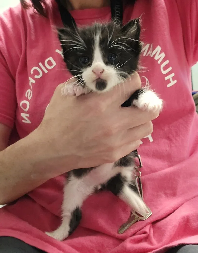 A baby small-sized male Black & White / Tuxedo Domestic Short Hair cat named Cole for adoption in Dickson, TN
