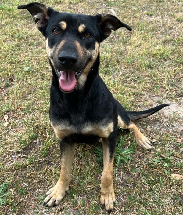 An adult large-sized female Shepherd dog named Pen  Annie Hwtx for adoption in Lawrenceville, GA
