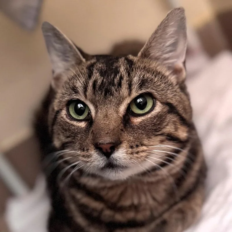 A young medium-sized male Brown / Chocolate Domestic Short Hair cat named Michael for adoption in Salisbury, MA