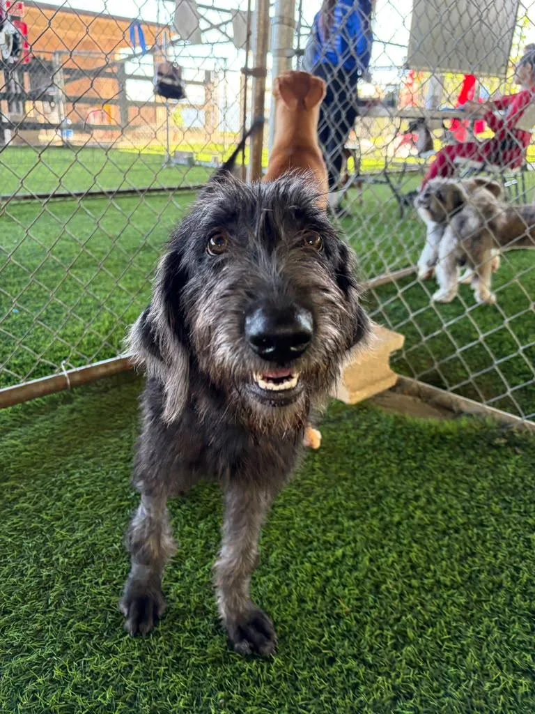 A young medium-sized female Mixed Breed dog named Ruby for adoption in Brooklyn, NY