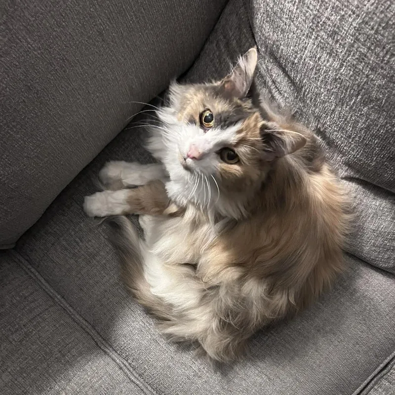 A senior medium-sized female Calico Domestic Medium Hair cat named Zeva for adoption in Ashland, MA