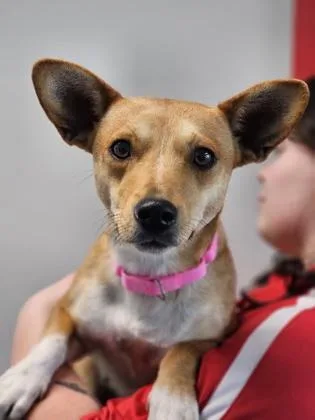 An adult small-sized female Mixed Breed dog named Creamsicle for adoption in West Chester, PA
