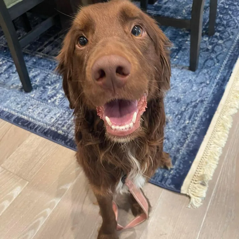 An adult medium-sized male Brown / Chocolate Mixed Breed dog named Hershey for adoption in Fredericksburg, VA
