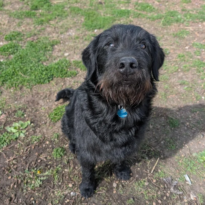 An adult medium-sized male Black Black Labrador Retriever dog named Bernard for adoption in Jasper, IN