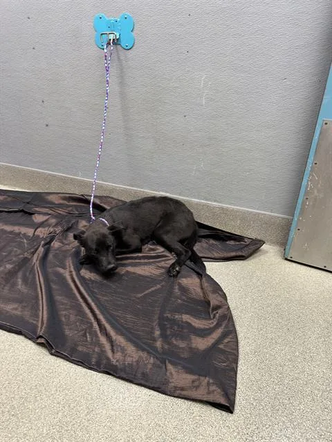 A young medium-sized female Labrador Retriever dog named Lauren for adoption in Las Vegas, NV