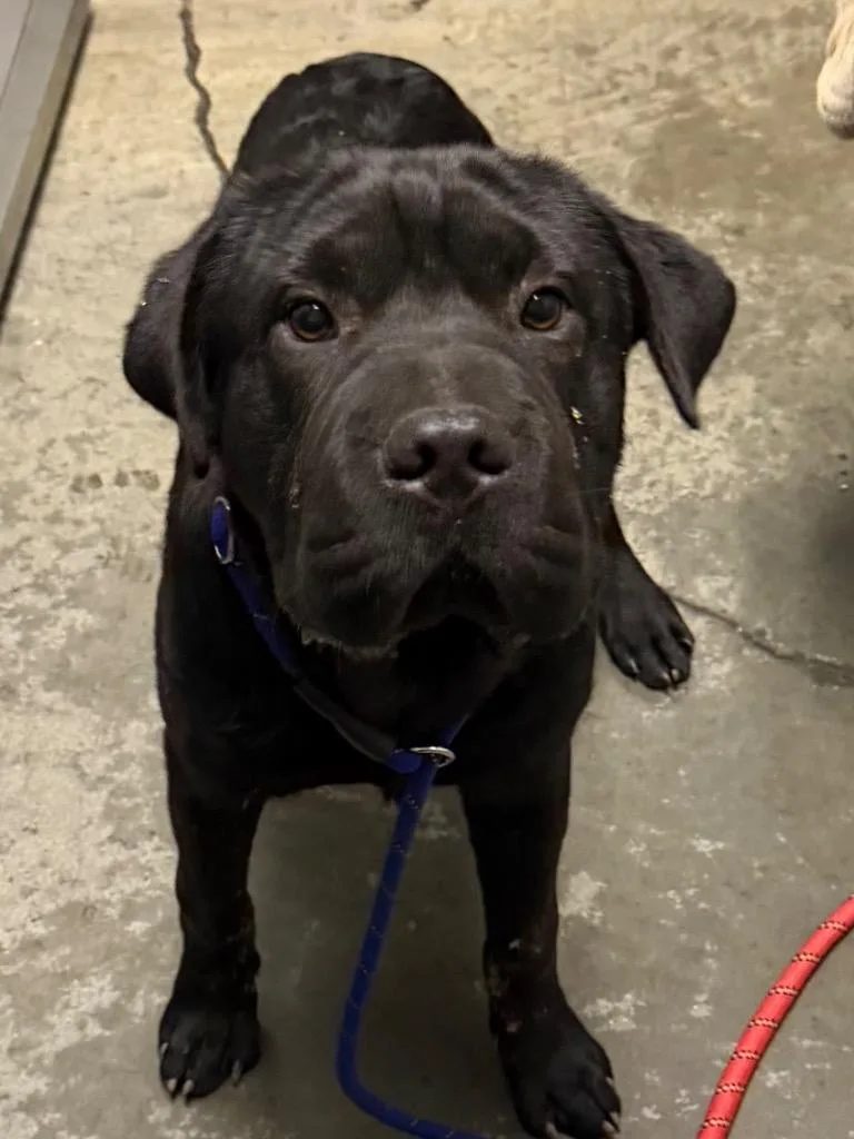 A baby large-sized male Shar-Pei dog named Benny for adoption in Henderson, NC