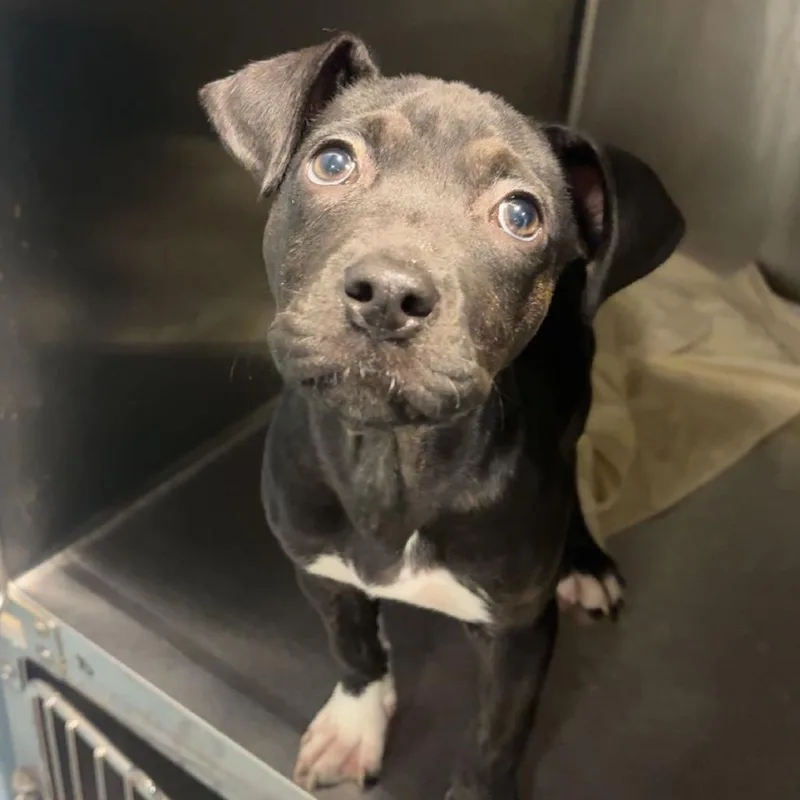 A baby small-sized female Mixed Breed dog named Eden for adoption in Chattanooga, TN