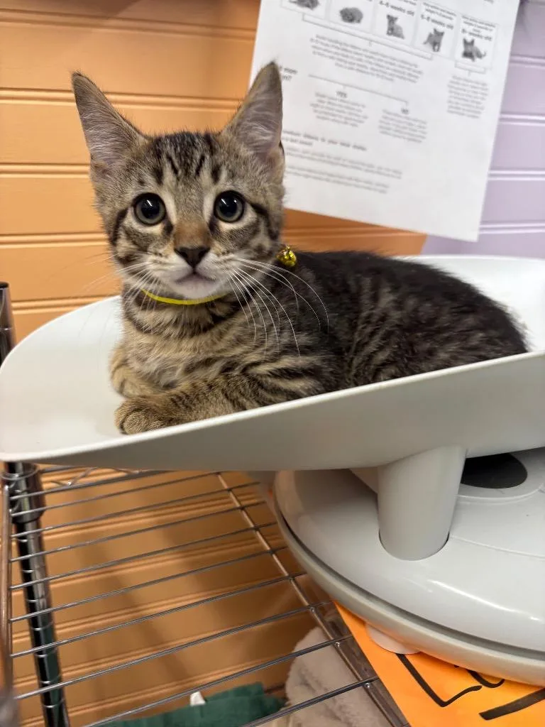 A baby small-sized male Domestic Short Hair cat named Oliver for adoption in Murray, KY