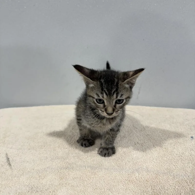 An adult large-sized female Domestic Short Hair cat named Izzy for adoption in Tampa, FL