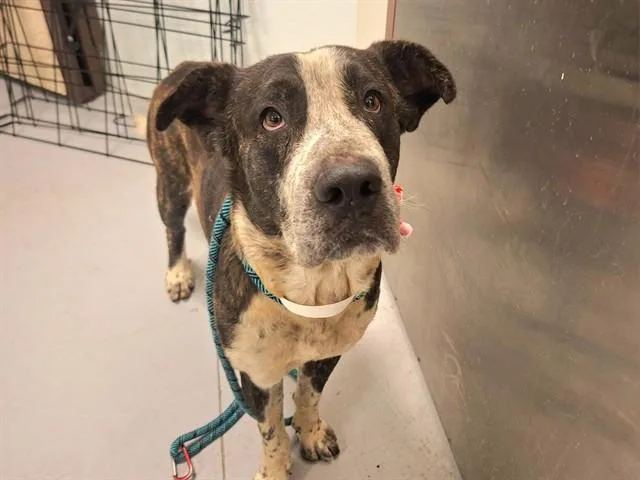 An adult large-sized male Mastiff dog named Gully for adoption in Phoenix, AZ