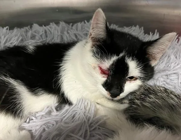 A baby small-sized female Domestic Short Hair cat named Biscuit for adoption in Staten Island, NY