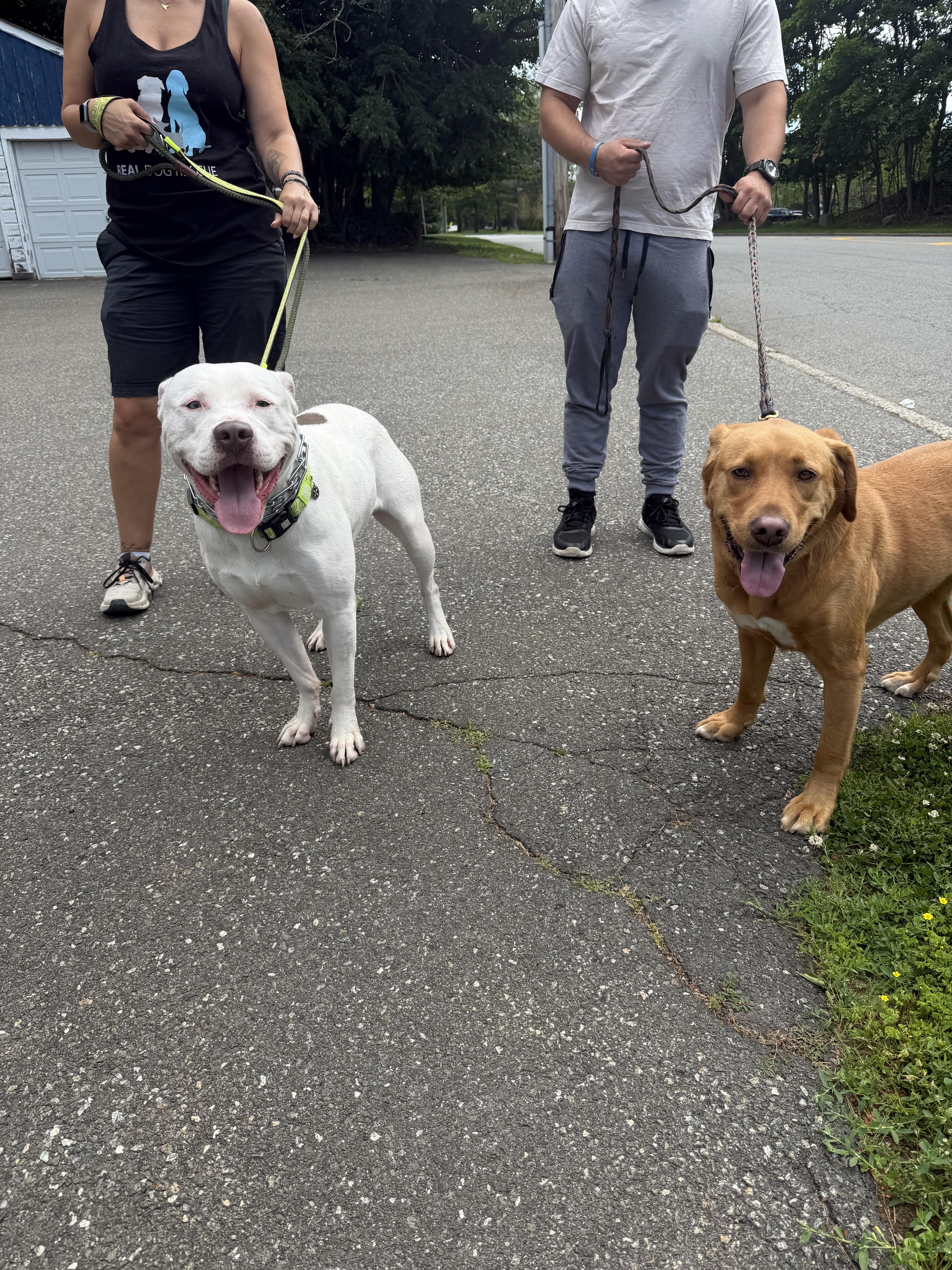 A young large-sized male Pit Bull Terrier dog named Junior for adoption in Mahwah, NJ