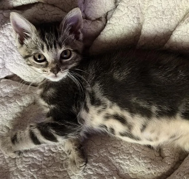 A baby small-sized male Domestic Short Hair cat named Lil Bit for adoption in Sacramento, CA