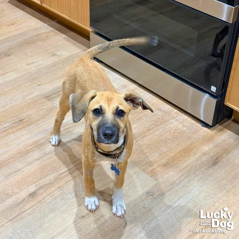 A baby large-sized female Labrador Retriever dog named Dora for adoption in Washington, DC