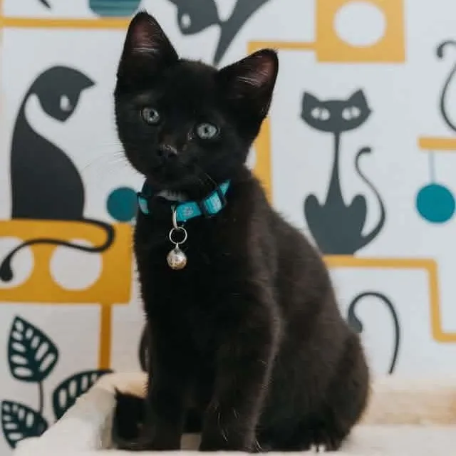 A baby medium-sized male Black Domestic Short Hair cat named Vishnu for adoption in Kentwood, MI