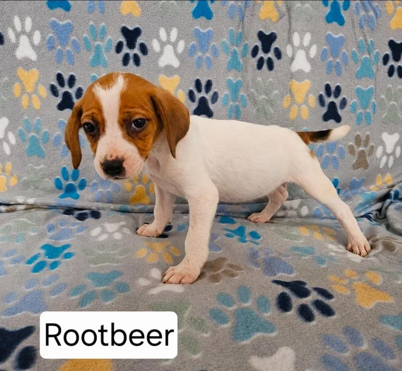 Rootbeer thumbnail 2